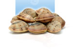Fine clam: 