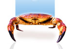 Brown Crab