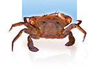 Velvet Crab