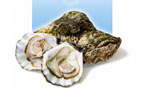 Flat oyster